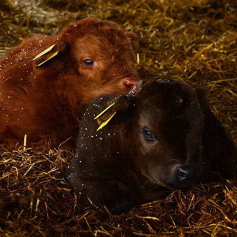 Highland Cattle Calves: Probably the Most Adorable Calves in the World ...