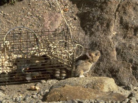 Bushy Tailed Woodrat Rocky Mountain National Park Us National Park