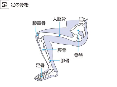 「大腿骨 だいたいこつ 」の意味や使い方 わかりやすく解説 Weblio辞書