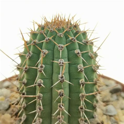Cleistocactus Parviflorus 10 Cm Cactaceae Giromagi Vendita Piante