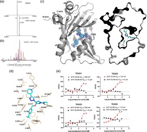 Covalent Disruptor Of YAP TEAD Association Suppresses Defective Hippo