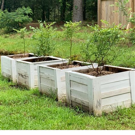 How To Grow Blueberries In Containers Countryside