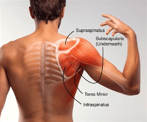 Understanding And Rehabilitating Rotator Cuff Tears Exercises For A