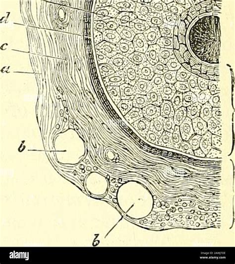 Hair Follicle Knob Hi Res Stock Photography And Images Alamy