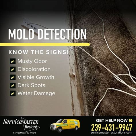 Florida Mold Inspection And Mold Removal Mold Damage Restoration Servicemaster Mold