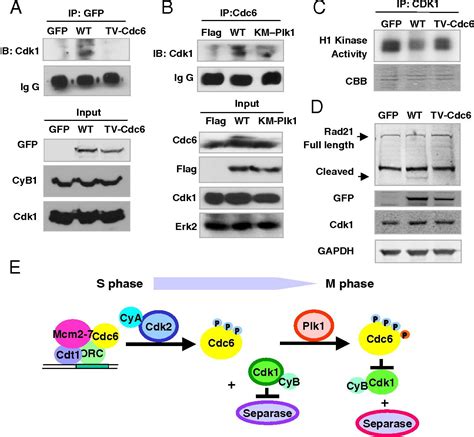 Cell Division Cycle 6 A Mitotic Substrate Of Polo Like Kinase 1