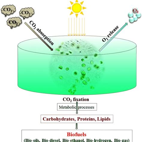 Schematic Representation Of Microalgae Based Carbon Sequestration For