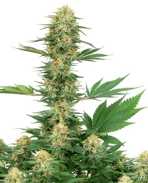 Gelato #420 Cannabis Seeds by White Label Seeds