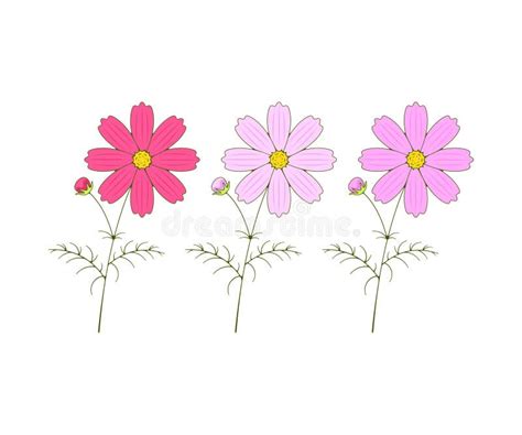 Cosmos Flowers Blooming Kosmeya And Cosmos Logo Design Nature