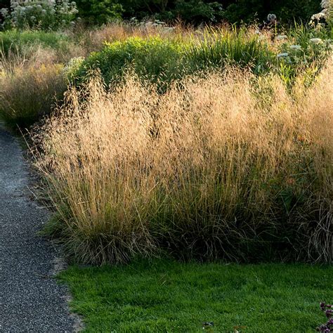 Golden Dew Tufted Hair Grasses For Sale