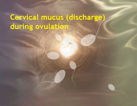 What Does Your Discharge Look Like When You Are Ovulating