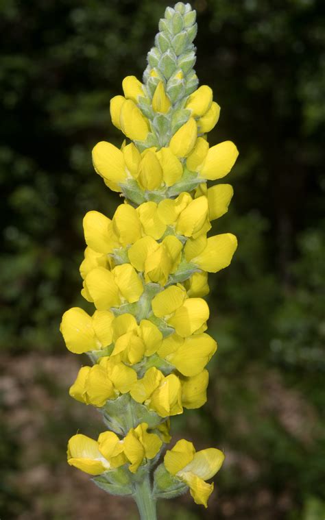 Thermopsis Villosa Carolina Lupine