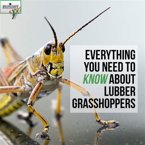 Everything You Need To Know About Lubber Grasshoppers Pest Control