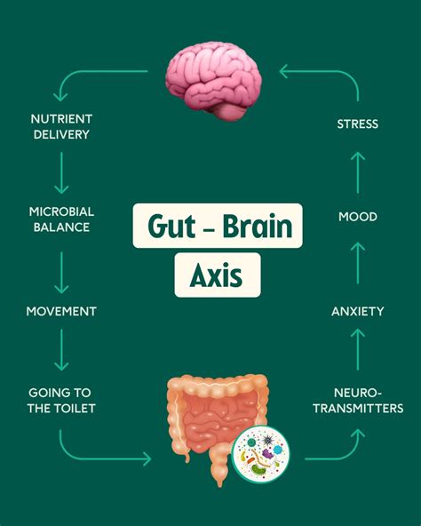 What is your dog’s gut-brain axis? | Lyka Blog