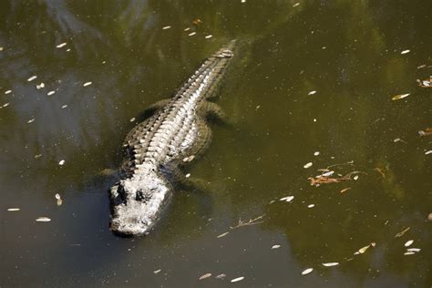 Alligators Sunbathing At The Phoenix Zoo — Luke Stokebrand