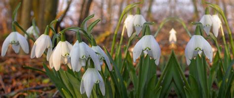 Snowdrops Varieties: What Sets Different Types Of Snowdrops Apart ...