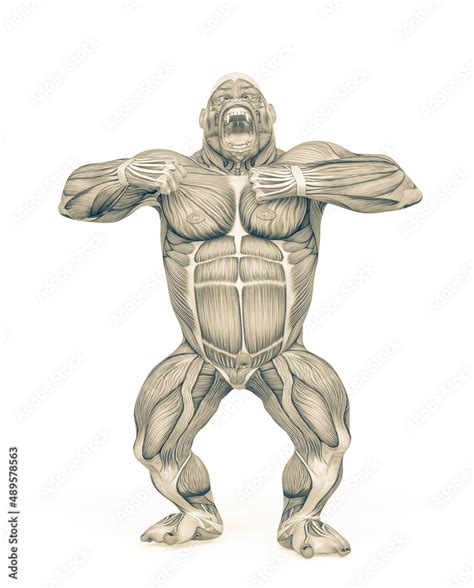 gorilla is beating his chest and ready to attack on muscle map anatomy ...