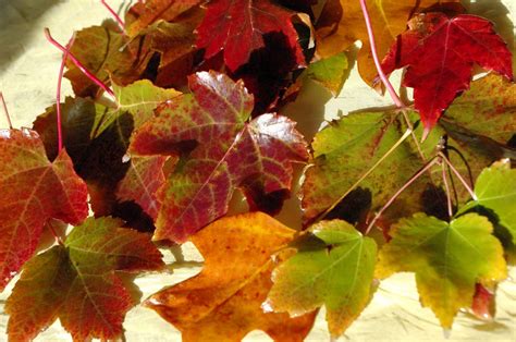 Wax Preserving Fall Leaves - Happiness is Homemade