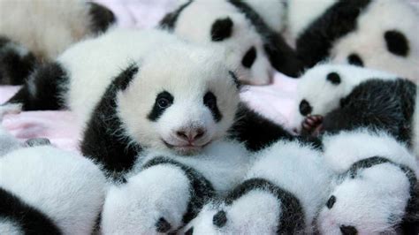 Baby Pandas: First Photgraphs Released | World News | Sky News