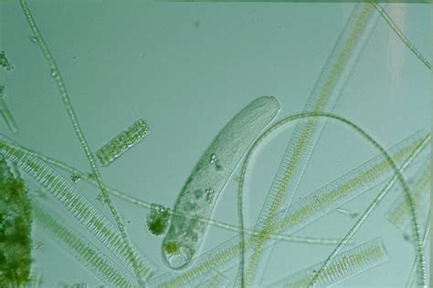 Protist Image Database