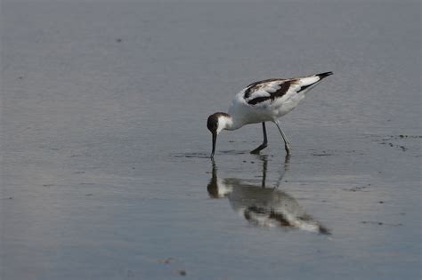 British Wading Birds Uk