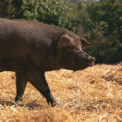 Sicilia Il Suino Nero Dei Nebrodi Protagonista Alla Fiera Milanese