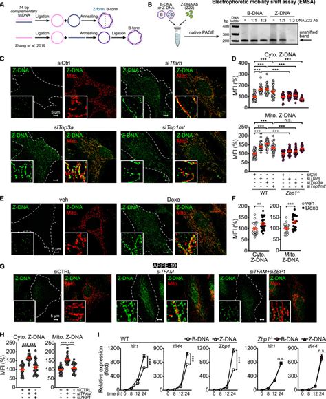 Cooperative Sensing Of Mitochondrial Dna By Zbp And Cgas Promotes