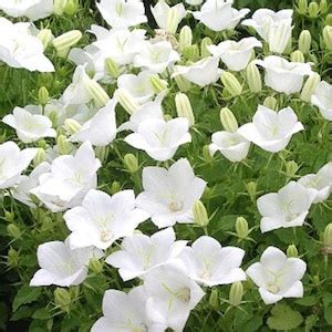 100 Pcs White Bell Flower Seeds White Tussock Bellflower Seeds