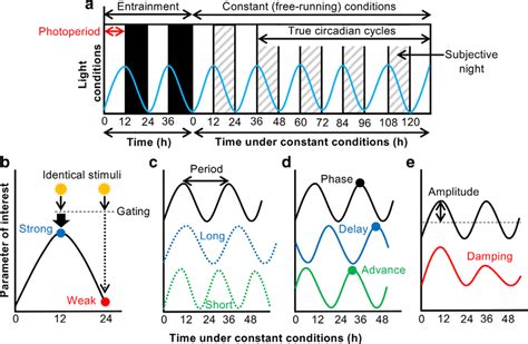 Experimental Investigation Of Circadian Rhythms A Cycles Of Light And