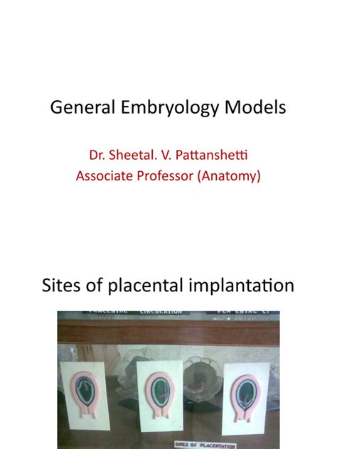 General Embryology Models | PDF