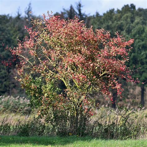 rote Herbstfärbung des Pfaffenhütckens Gewöhnliches Pf Flickr