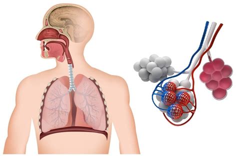 Snc P Biologie Le Syst Me Respiratoire Diagram Quizlet