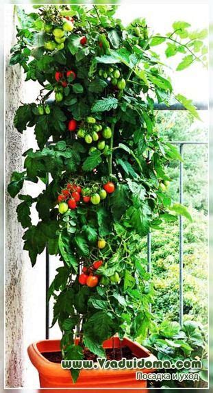 томаты в домашних условиях в горшке | Container gardening vegetables ...