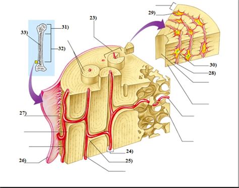 Microscopic Anatomy Of A Long Bone Diagram Diagram Quizlet