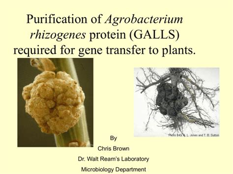 Agrobacterium required for gene transfer to plants. rhizogenes By