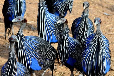 Vulturine Guineafowl | BirdNote