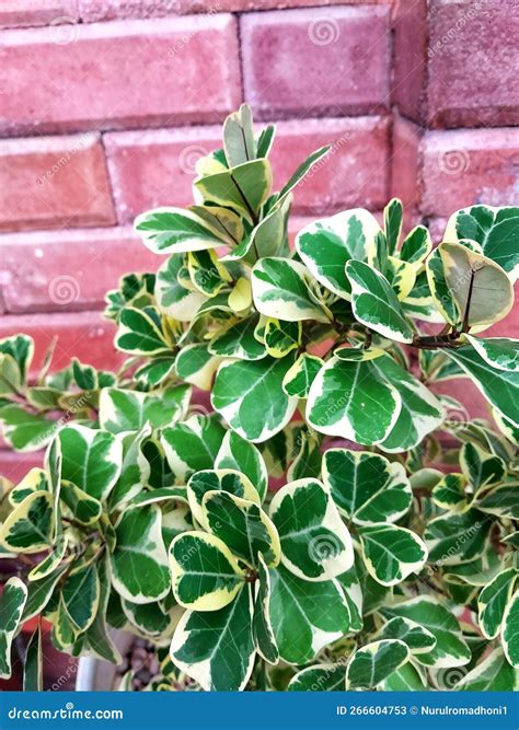 Planta Ornamental Ficus Triangularis Variegata Imagen De Archivo