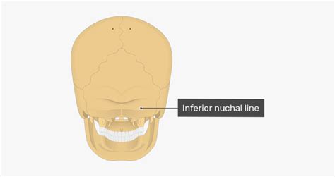 Posterior View Of The Inferior Nuchal Line Of The Skull - Nuchal Line Skull, HD Png Download ...