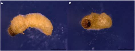 Stereomicroscope Examination Of Cigarette Beetle Larva L Serricorne