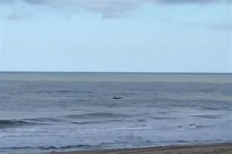 Video Mir La Sorpresiva Visita De Dos Orcas A Las Playas De Pinamar