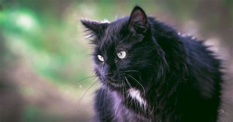 5 Fascinating Facts About Black Cats