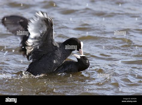 Black Coot Fulica Atra Fighting Netherlands Stock Photo Alamy