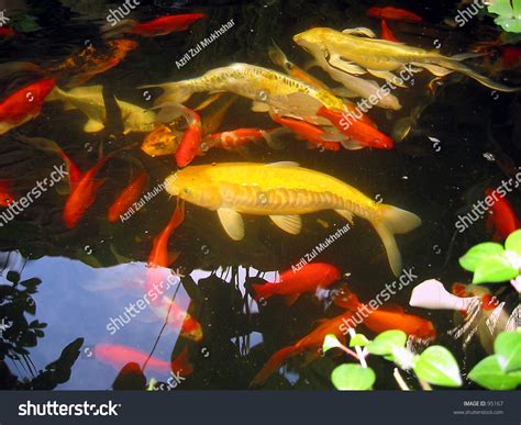 Tropical Koi Fish Stock Photo 95167 Shutterstock