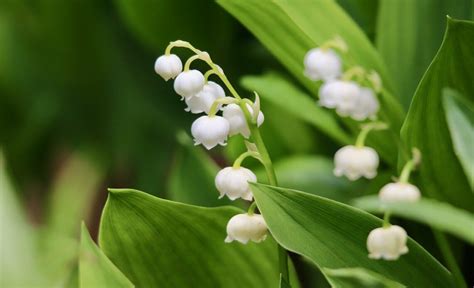 Doù vient la tradition d offrir du muguet le 1er mai VL Média