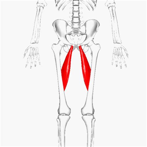 Adductor Longus - Physiopedia