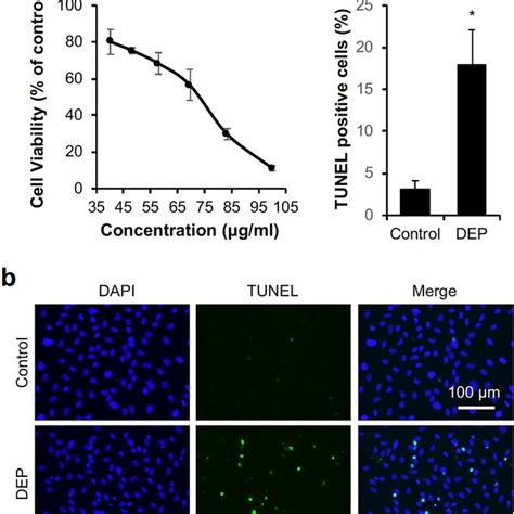 Dep Initiate Autophagy In Huvecs A Huvecs Were Exposed To Dep