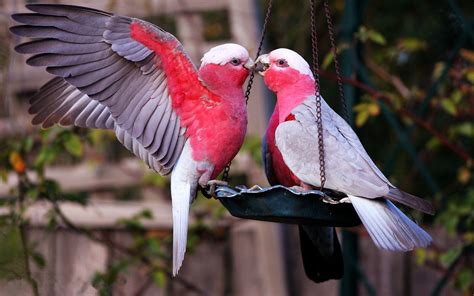 Beautiful Love Birds Wallpapers - Wallpaper Cave