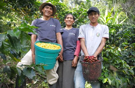 VRAEM CAFETALEROS PROYECTAN COSECHAR MÁS DE 1400 TONELADAS DE GRANOS