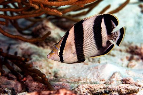 Banded Butterflyfish Facts Information Guide American Oceans