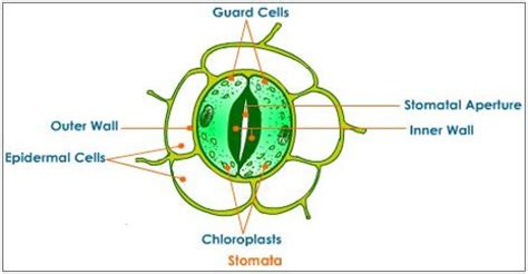 Stomata: Structure and Transpirations - QS Study